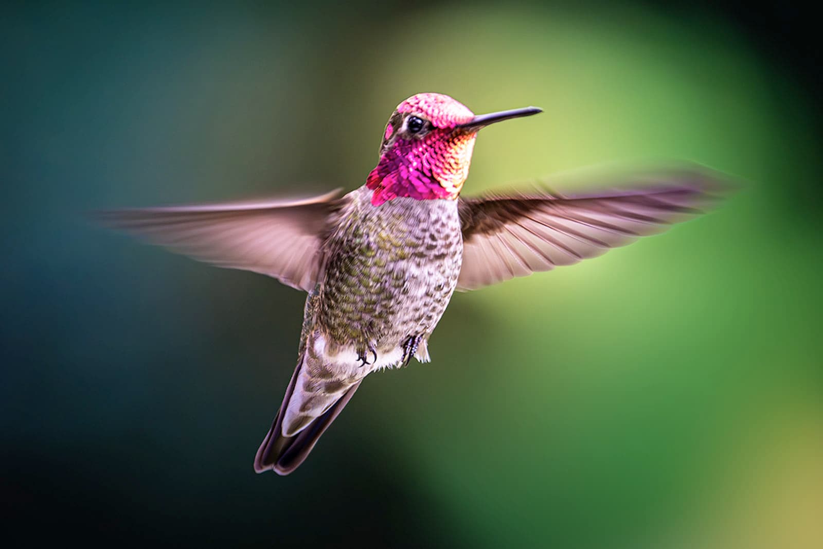 Anna's Hummingbird